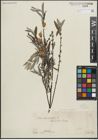 Foto von Salix repens subsp. rosmarinifolia (L.) Andersson
